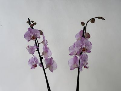 Two elegant orchid stems with numerous delicate lilac flowers, speckled and dotted in dark purple to resemble a leopard’s pattern. Both panicles feature open Phalaenopsis flowers and a few closed buds set against a light background.